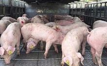 Giá heo hơi hôm nay 24/4: Miền Nam có nơi giảm 5.000 đồng/kg