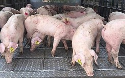 Giá heo hơi hôm nay 7/5: Miền Nam tiếp tục xuống giá