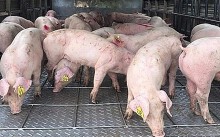 Giá heo hơi hôm nay 20/6: Dần đi vào ổn định