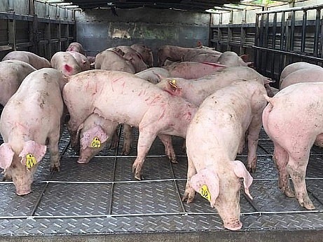 Giá heo hơi hôm nay 23/3: Miền Bắc giảm 3.000 - 5.000 đồng/kg - Ảnh 1. Giá heo hơi hôm nay 23/3: Miền Bắc giảm 3.000 - 5.000 đồng/kg - Ảnh 1.