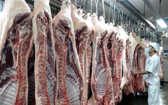 Dự báo giá heo hơi ngày 11/3: Kiến nghị điều tra hàng chục con heo chết dưới hồ nước tại Khánh Hòa