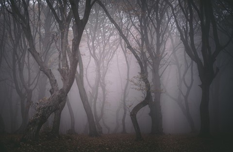 Những hiện tượng bí ẩn trong khu rừng ma ám nổi tiếng ở châu Âu - Ảnh 1.
