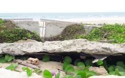 Đà Nẵng: Bãi tắm và vỉa hè sạt lở, hư hỏng nặng
