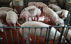 Giá heo hơi hôm nay 16/3: Miền Trung quay đầu tăng nhẹ