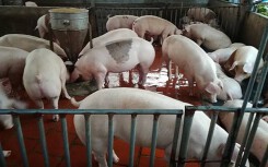 Giá heo hơi hôm nay 28/3: Miền Nam quay đầu giảm giá