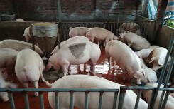 Giá heo hơi hôm nay 9/5: Có nơi giảm 4.000 đồng/kg
