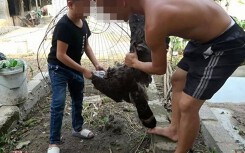 Sẽ phạt hành chính anh em Tam Mao liên quan nghi vấn làm thịt chim trong sách đỏ