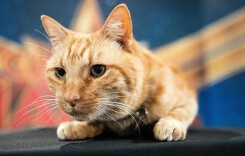 Chú mèo gây sốt trong 'Captain Marvel'