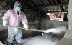Biểu hiện của dịch tả lợn châu Phi, cách phòng và trị bệnh