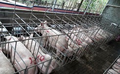 Giá heo hơi hôm nay 13/3: Giảm ở nhiều nơi