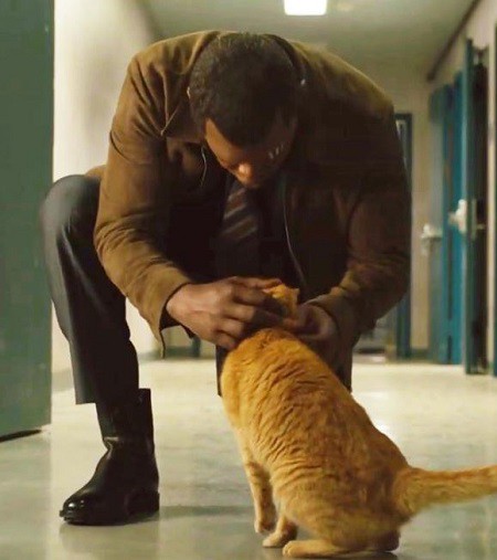 Chú mèo gây sốt trong Captain Marvel - Ảnh 2.