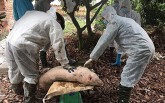 Dịch tả lợn châu Phi có lây sang người không?