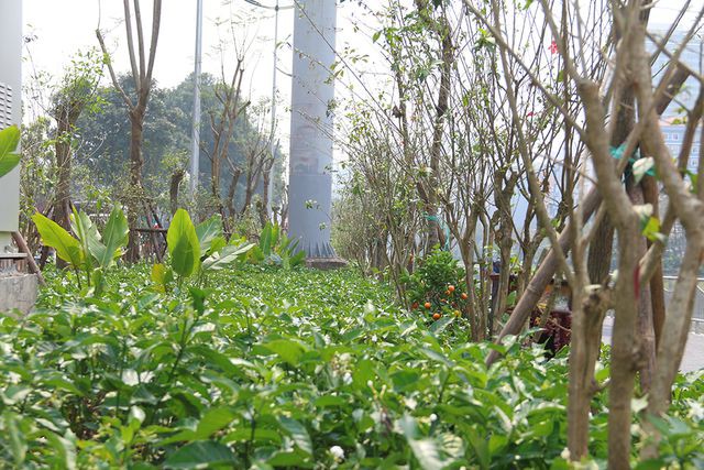 Toàn cảnh con đường dọc sông Tô Lịch chỉ để đi bộ, đi xe đạp - Ảnh 6.