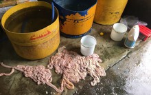 Chặn đứng 300 kg nội tạng bò hôi thối, ruồi bu sắp lên bàn nhậu ở Đà Nẵng