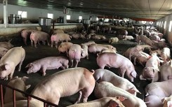 Những triệu chứng rõ nét nhất của bệnh dịch tả lợn châu Phi