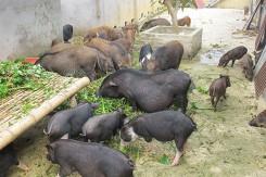 Cơ quan soạn thảo nói gì về quy định chăn nuôi không được cho ăn bèo tây, thân chuối?