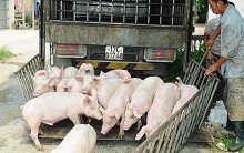 Giá heo hơi hôm nay ngày 21/4: Miền Bắc lao đao, miền Trung tăng nhẹ trong tuần