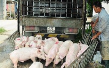 Giá heo hơi hôm nay 25/4: Miền Bắc giảm mạnh