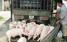 Giá heo hơi hôm nay 1/5: Miền Bắc thấp nhất cả nước