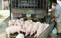 Giá heo hơi hôm nay 1/5: Miền Bắc thấp nhất cả nước