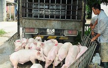Giá heo hơi hôm nay 6/6: Tăng mạnh ở miền Bắc, miền Nam phục hồi