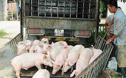 Giá heo hơi hôm nay 22/6: Miền Nam vẫn tiếp tục giảm