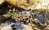 Quảng Nam dịch cúm A/H5N6: Khẩn trương tiêm vắc xin chống dịch