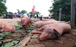 Dự báo giá heo hơi ngày 16/3: Bộ Nông nghiệp xác định nguyên nhân lây lan bệnh dịch tả lợn châu Phi