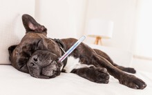 Cách hạ sốt cho chó cưng mỗi khi bị ốm