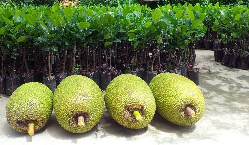Thương lái Trung Quốc ồ ạt gom mua mít Thái - Ảnh 1. Thương lái Trung Quốc ồ ạt gom mua mít Thái - Ảnh 1.