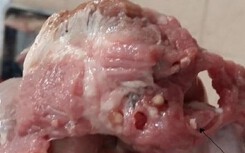 Hàng chục học sinh Bắc Ninh mắc sán lợn có trị khỏi được không?
