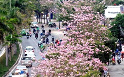 Sắc hoa kèn hồng làm Sài Gòn nên thơ giữa cái nắng tháng ba như đổ lửa