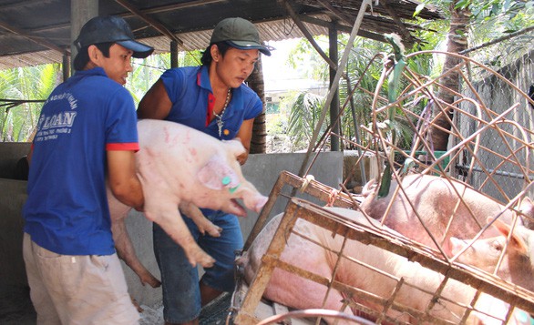 Người chăn nuôi đang ‘bán đổ bán tháo’ vì sợ dịch tả heo châu Phi, giá heo hơi đã giảm 10.000 đồng/kg - Ảnh 1. Người chăn nuôi đang ‘bán đổ bán tháo’ vì sợ dịch tả heo châu Phi, giá heo hơi đã giảm 10.000 đồng/kg - Ảnh 1.