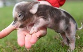 Lợn cảnh mini: Từ thú cưng độc lạ đến 'nghi phạm' bị nghi ngờ làm lây lan dịch tả lợn châu Phi
