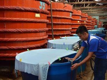 Nước mắm: 2 cục của Bộ NN&PTNT đang 'chỏi' nhau!