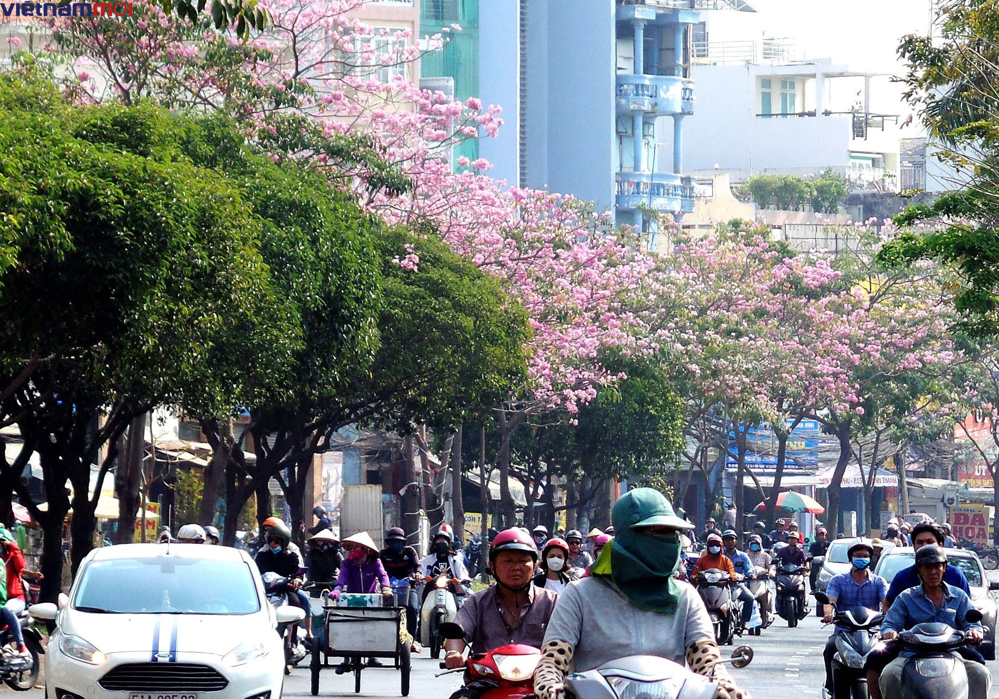 Sắc hoa kèn hồng làm Sài Gòn nên thơ giữa cái nắng tháng ba như đổ lửa - Ảnh 17. Sắc hoa kèn hồng làm Sài Gòn nên thơ giữa cái nắng tháng ba như đổ lửa - Ảnh 17.