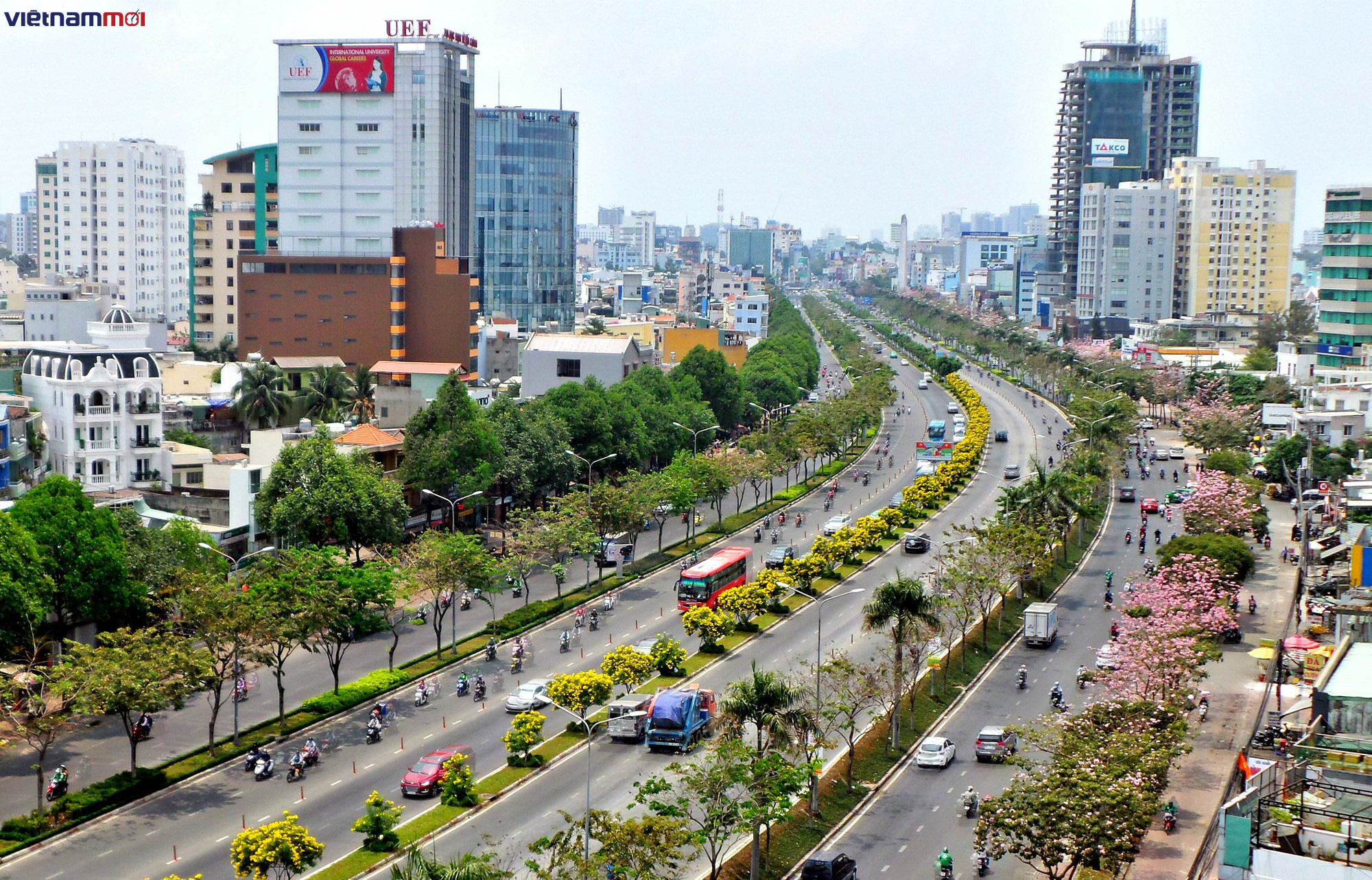 Sắc hoa kèn hồng làm Sài Gòn nên thơ giữa cái nắng tháng ba như đổ lửa - Ảnh 1. Sắc hoa kèn hồng làm Sài Gòn nên thơ giữa cái nắng tháng ba như đổ lửa - Ảnh 1.