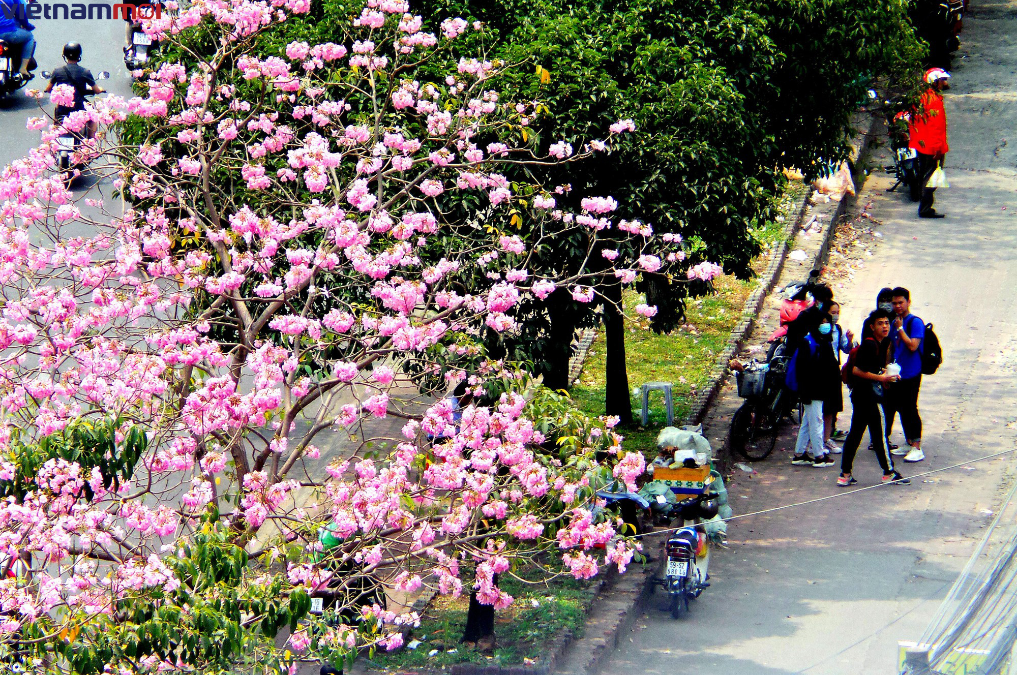 Sắc hoa kèn hồng làm Sài Gòn nên thơ giữa cái nắng tháng ba như đổ lửa - Ảnh 11. Sắc hoa kèn hồng làm Sài Gòn nên thơ giữa cái nắng tháng ba như đổ lửa - Ảnh 11.