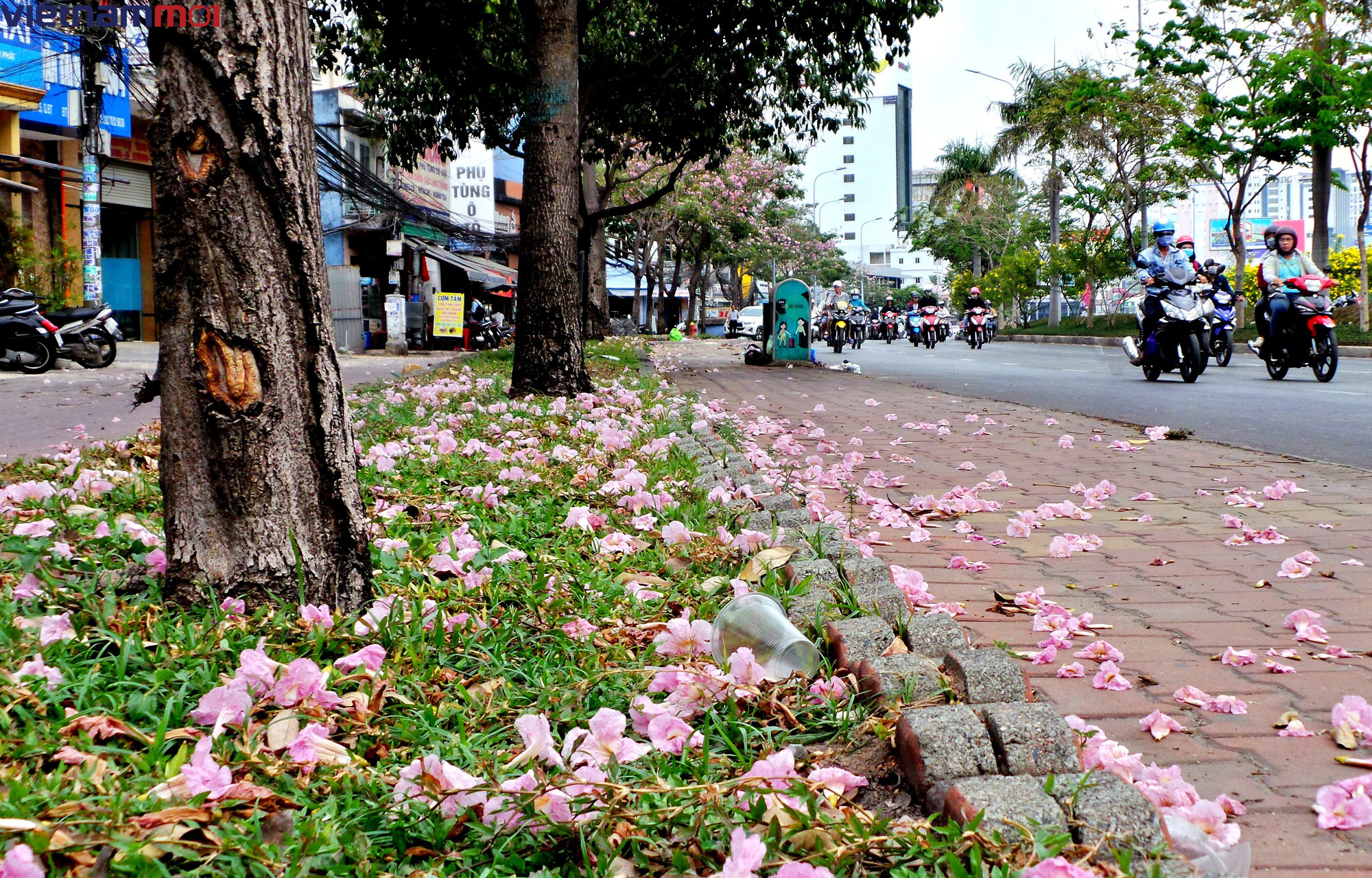 Sắc hoa kèn hồng làm Sài Gòn nên thơ giữa cái nắng tháng ba như đổ lửa - Ảnh 12. Sắc hoa kèn hồng làm Sài Gòn nên thơ giữa cái nắng tháng ba như đổ lửa - Ảnh 12.
