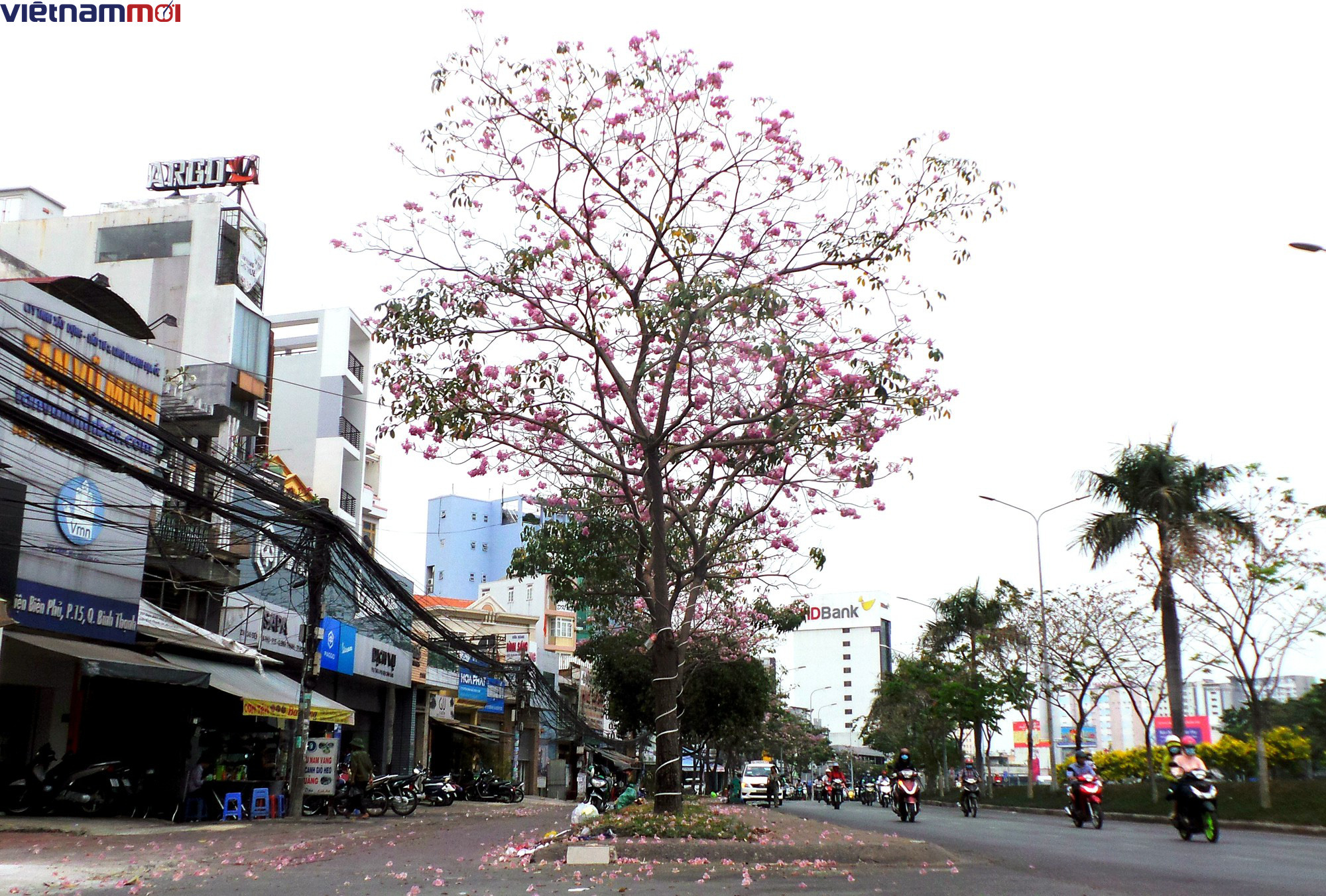 Sắc hoa kèn hồng làm Sài Gòn nên thơ giữa cái nắng tháng ba như đổ lửa - Ảnh 13. Sắc hoa kèn hồng làm Sài Gòn nên thơ giữa cái nắng tháng ba như đổ lửa - Ảnh 13.