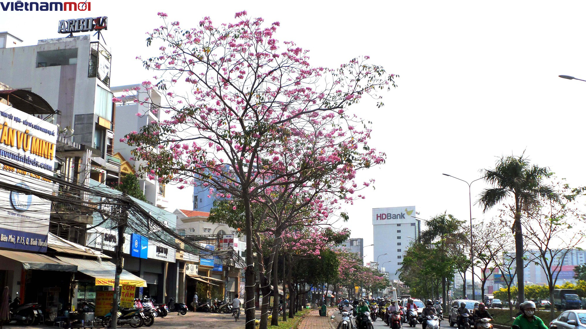 Sắc hoa kèn hồng làm Sài Gòn nên thơ giữa cái nắng tháng ba như đổ lửa - Ảnh 16. Sắc hoa kèn hồng làm Sài Gòn nên thơ giữa cái nắng tháng ba như đổ lửa - Ảnh 16.