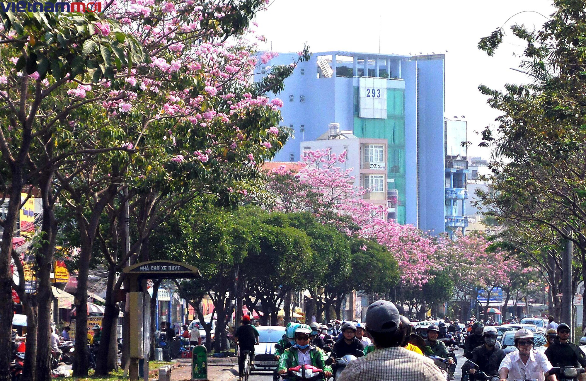 Sắc hoa kèn hồng làm Sài Gòn nên thơ giữa cái nắng tháng ba như đổ lửa - Ảnh 18. Sắc hoa kèn hồng làm Sài Gòn nên thơ giữa cái nắng tháng ba như đổ lửa - Ảnh 18.