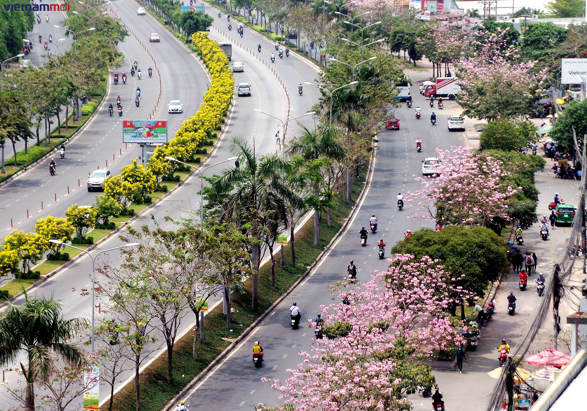 Sắc hoa kèn hồng làm Sài Gòn nên thơ giữa cái nắng tháng ba như đổ lửa - Ảnh 2. Sắc hoa kèn hồng làm Sài Gòn nên thơ giữa cái nắng tháng ba như đổ lửa - Ảnh 2.