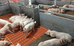 Giá heo hơi hôm nay 19/3: Miền Nam giảm 1.000 đồng/kg