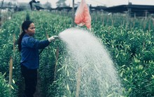 Hoa loa kèn nở sớm, người trồng trúng 'quả lớn'