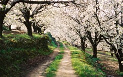Xuân phân - Spring trong quan niệm của thiên văn và khí tượng