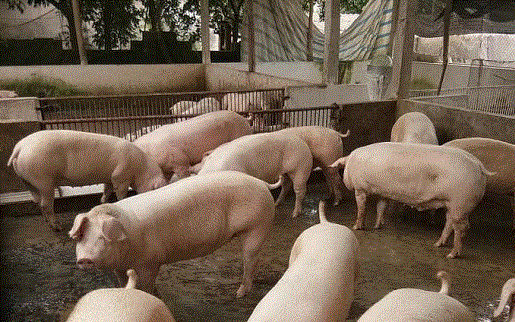 Giá heo hơi hôm nay 3/3: Một tuần thị trường lao dốc