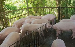 Giá heo hơi hôm nay 29/5: Miền Nam có nơi giảm 4.000 đồng/kg