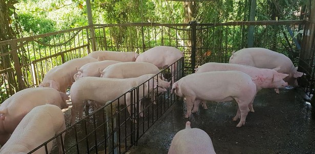 Giá heo hơi hôm nay 7/4: Tuần qua tăng phi mã - Ảnh 1.