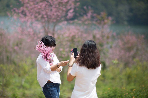Hành động xấu xí của không ít du khách dưới tán mai anh đào tuyệt đẹp ở Đà Lạt. - Ảnh 9. Hành động xấu xí của không ít du khách dưới tán mai anh đào tuyệt đẹp ở Đà Lạt. - Ảnh 9.